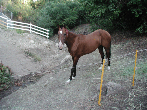akhalstallion